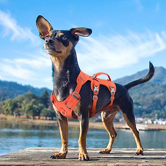Harnais chien | ComfortSecure