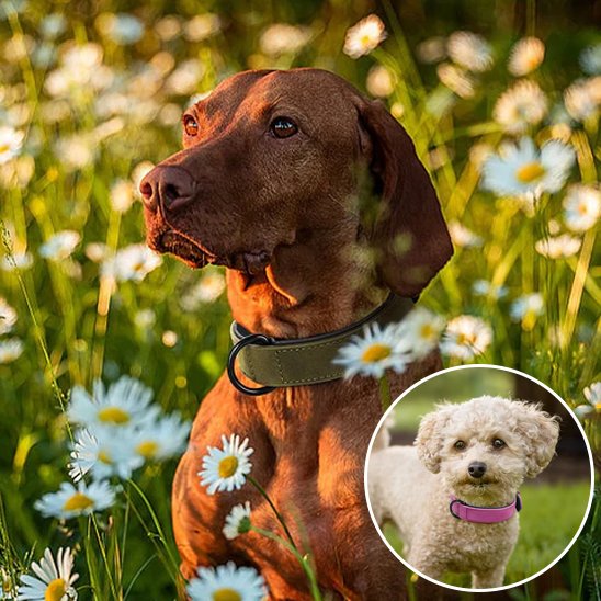 Collier-pour-chien-Premium-Secure