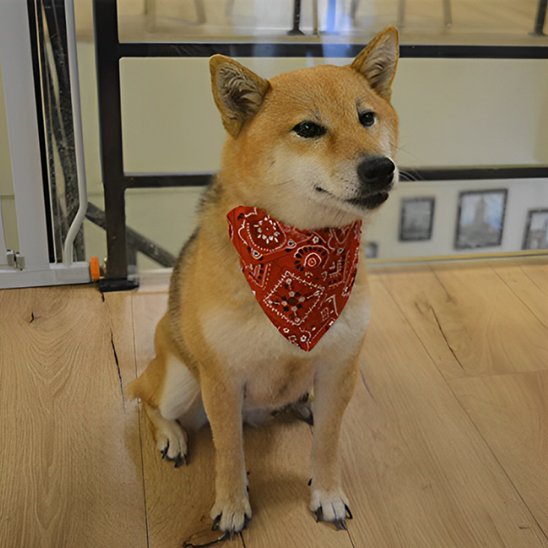 Collier pour chien | Foulard confort