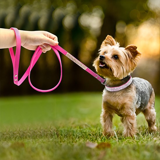 Collier-en-cuir-pour-chien-diamants