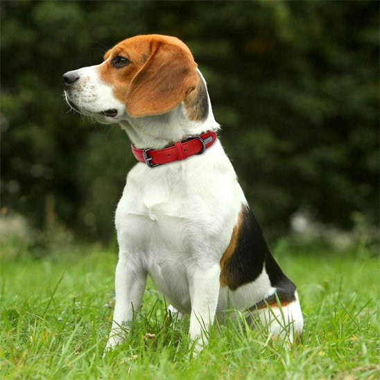 Collier-pour-chien-Premium-Secure