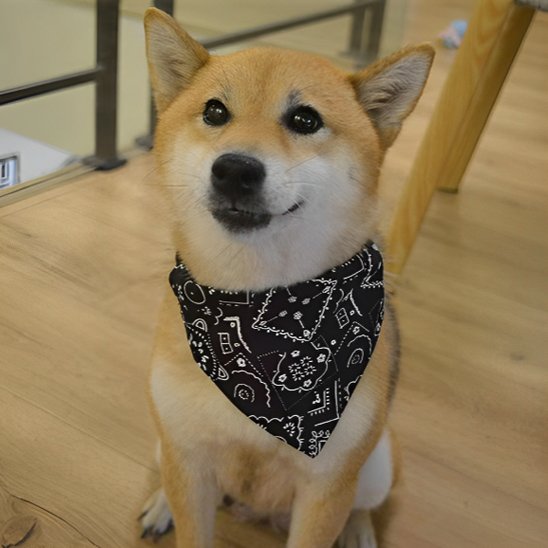 Collier pour chien | Foulard confort