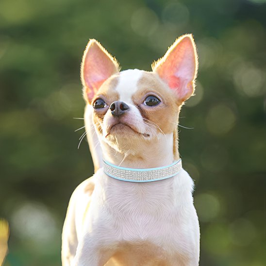 Collier-en-cuir-pour-chien-diamants