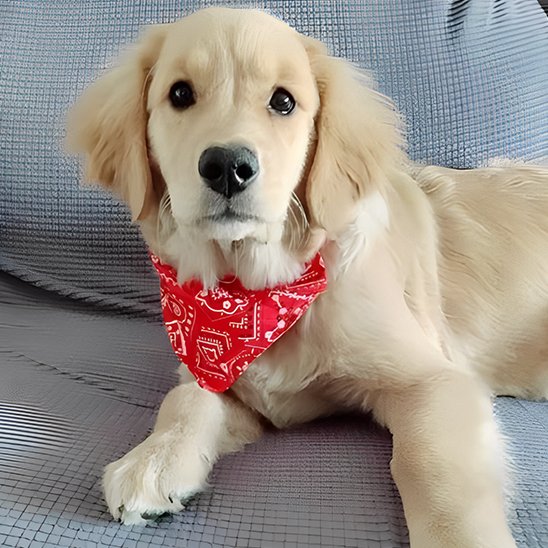 Collier pour chien | Foulard confort