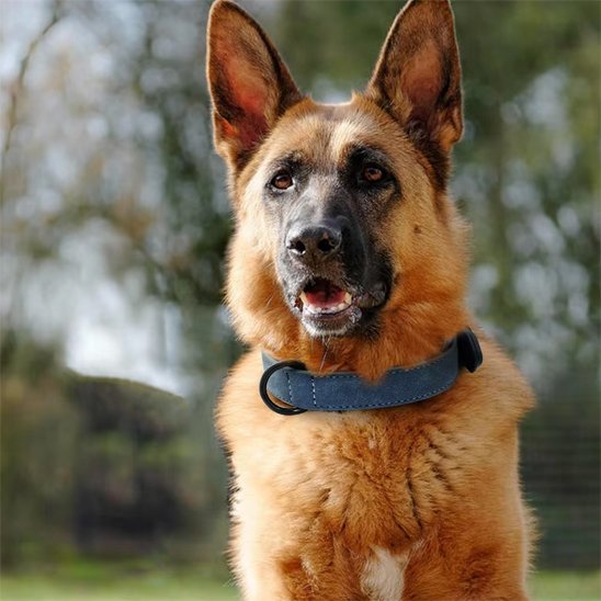 Collier-pour-chien-Premium-Secure-bleu