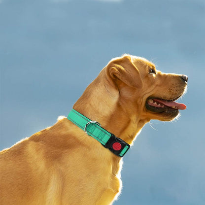 Collier chien | Nylon