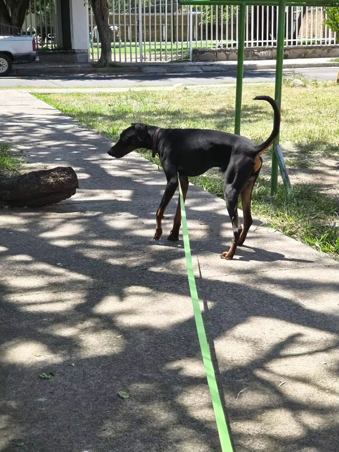 Longe pour chien | Confort Sécurité