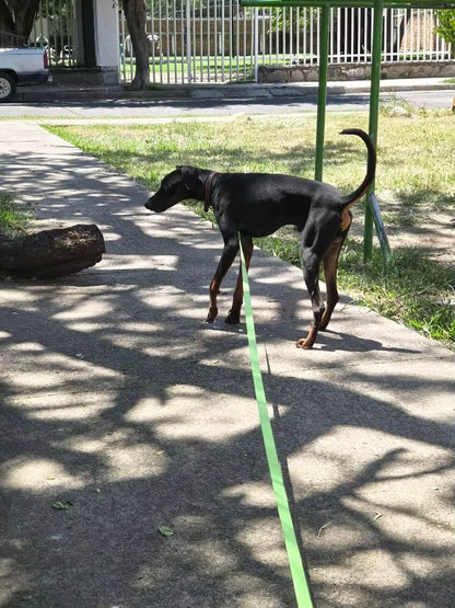 Longe pour chien | Confort Sécurité