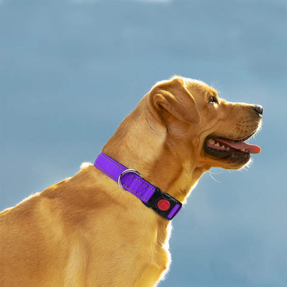 Collier chien | Nylon