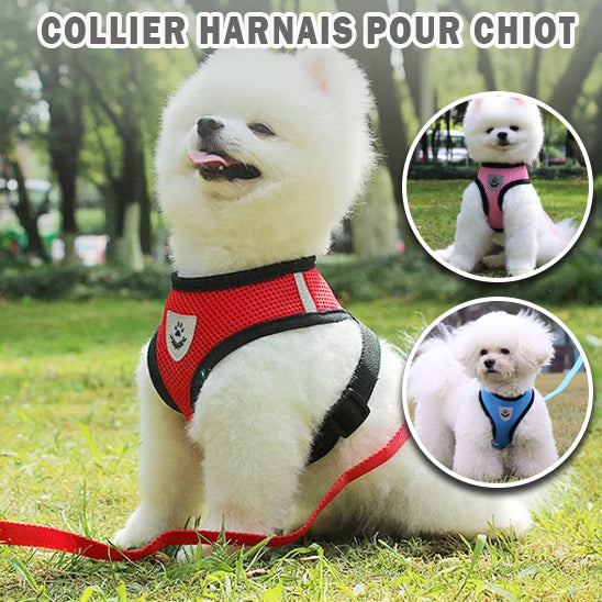 Harnais chien ti-poul rouge bichon