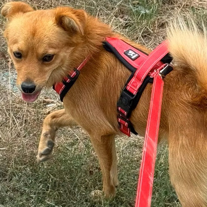 Harnais chien | Ajustable