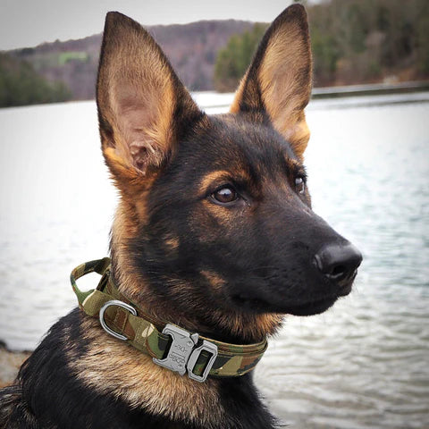 Collier-chien-avec-poignée-camouflage