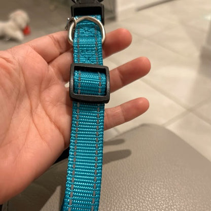 Collier chien | Nylon