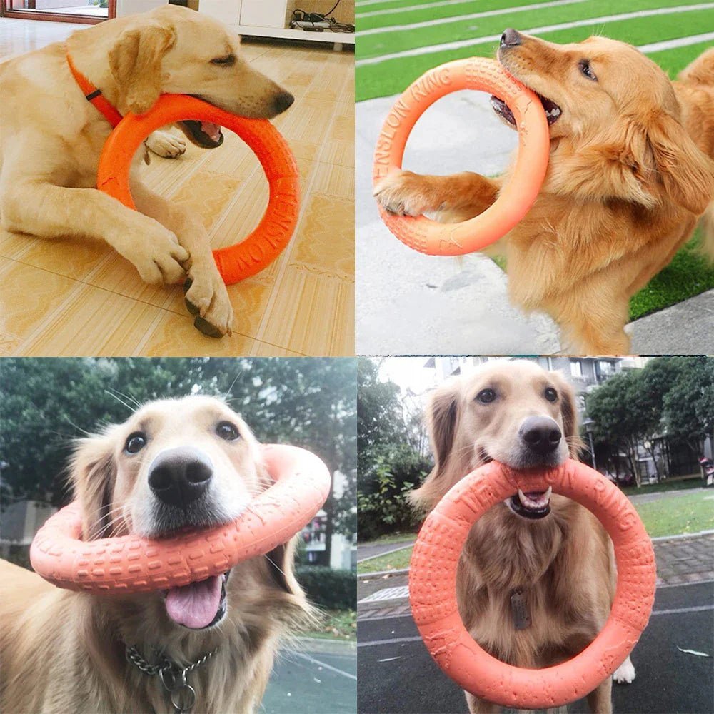 DogTrainingRing™ - Chienspassionnes