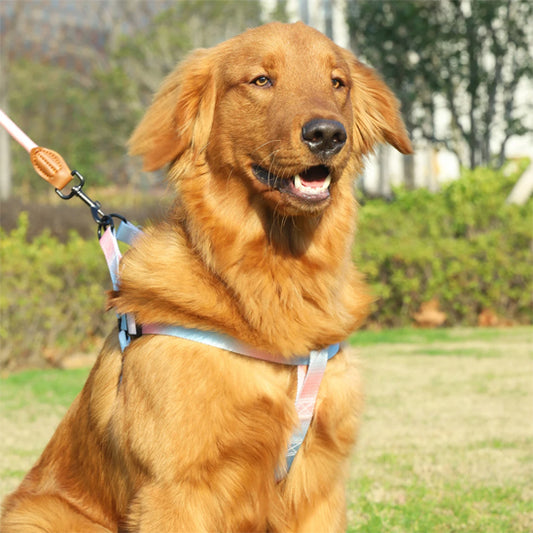 Harnais-pour-chien-coloré-modele