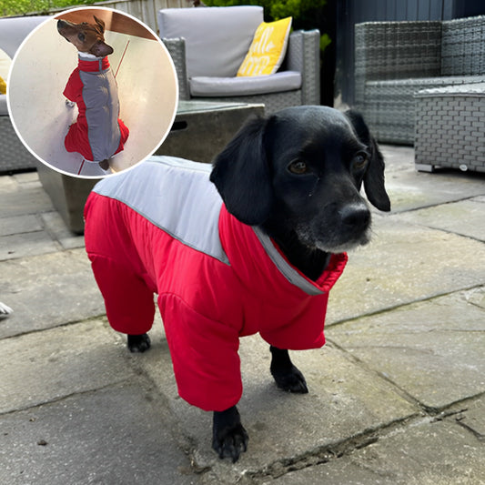 Manteau-chien-hivernal-rouge et bulle