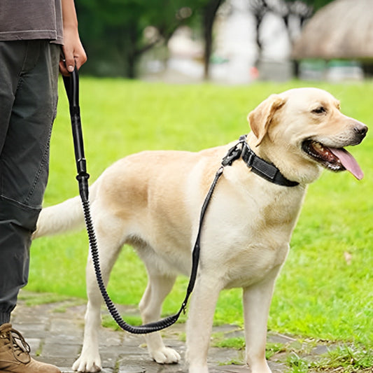 Laisse pour chien-Ceinture-de-sécurité-noir