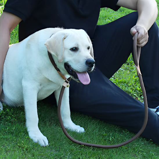 Laisses pour chien | corde antidérapante