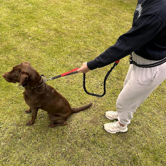 Laisse-pour-chien-Canicross-Orange