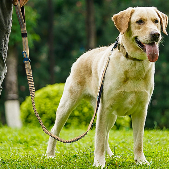 Laisse pour chien-Ceinture-de-sécurité-labrador