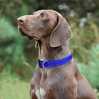 Collier chien | Nylon