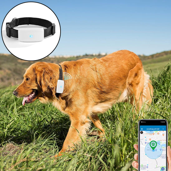 Collier-GPS-chien-TrackSafe