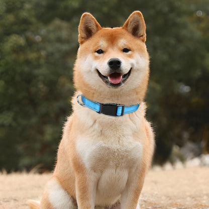 Collier chien | Nylon