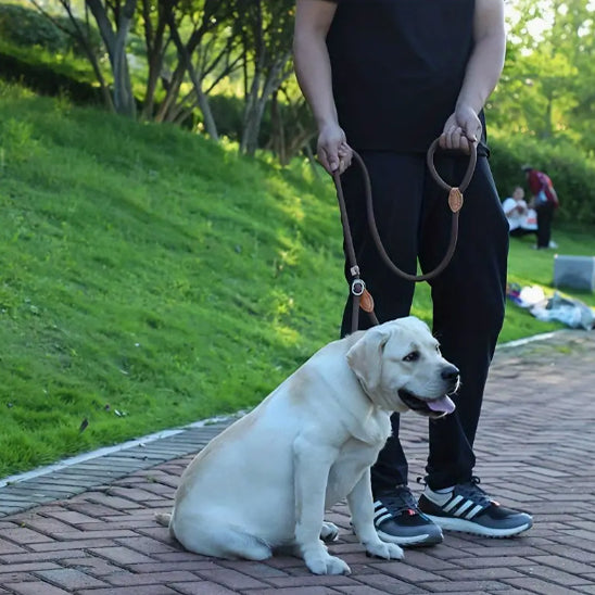 Laisses pour chien | corde antidérapante