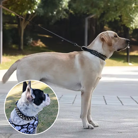 Collier-chien-avec-pointes-labrador-style