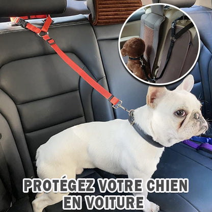Laisse pour chien | Ceinture de sécurité ajustable