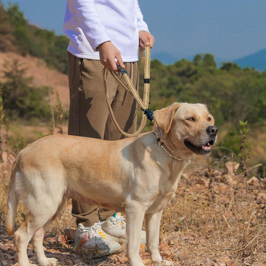Laisse pour chien-Ceinture-de-sécurité-labrador-à-L'affût