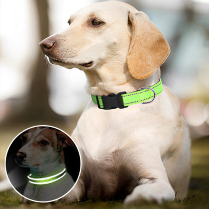 Collier chien | Nylon