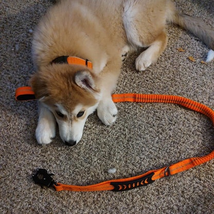 Laisse pour chien-Ceinture-de-sécurité-orange
