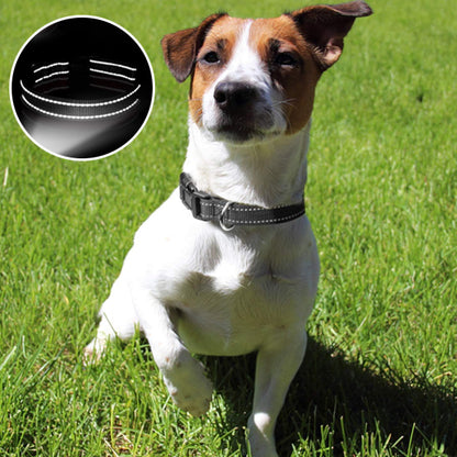 Collier chien | Nylon