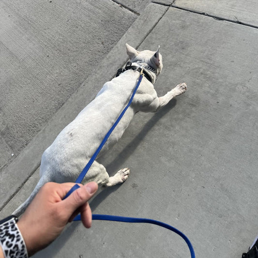 Longe-pour-chien-Longe-robuste