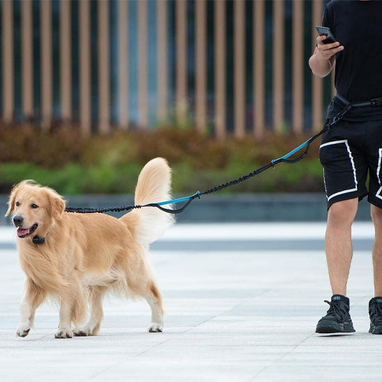 Laisse-pour-chien-Canicross-bleu