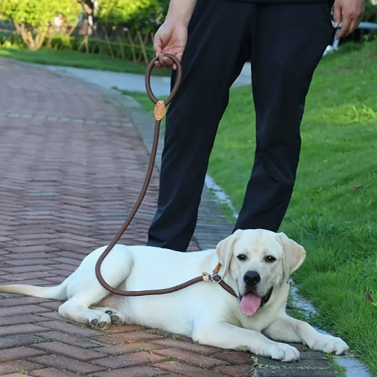 Laisses pour chien | corde antidérapante