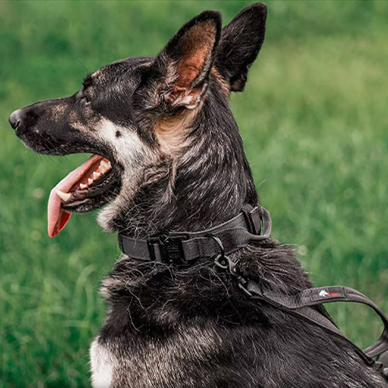 Collier-chien-avec-poignée-noir-collier-laisse