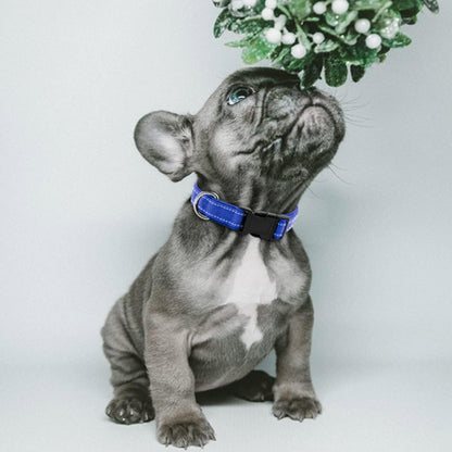Collier chien | Nylon