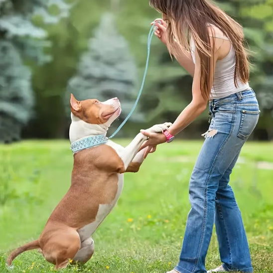 Collier chien | Cuir avec pointes