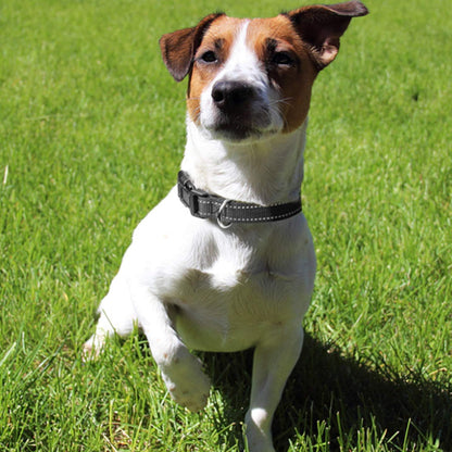 Collier chien | Nylon