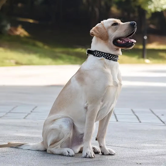 Collier chien | Cuir avec pointes