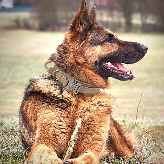 Collier-chien-avec-poignée-khaki