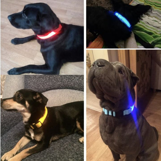 LedCollar™ - Collier à LED rechargeable pour chien - Chienspassionnes