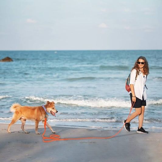 Longe-pour-chien-Robuste-&-Ajustable