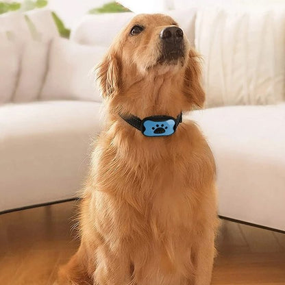 Collier-dressage-pour-chien