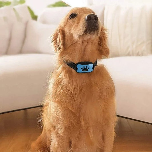 Collier-dressage-pour-chien