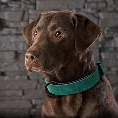 Collier-pour-chien-Premium-Secure