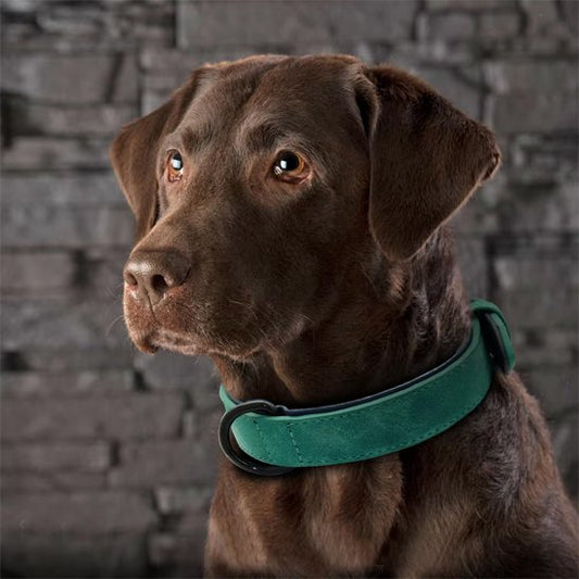 Collier-pour-chien-Premium-Secure