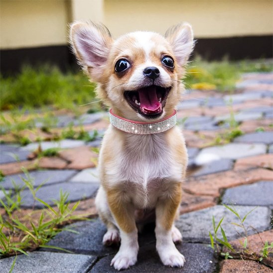 Collier-en-cuir-pour-chien-diamants